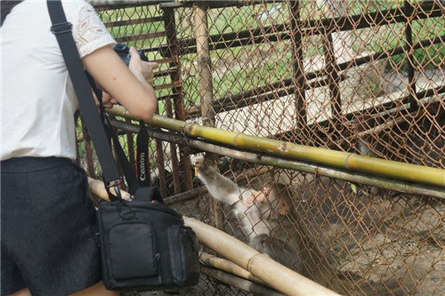 困在笼子内里的猴子