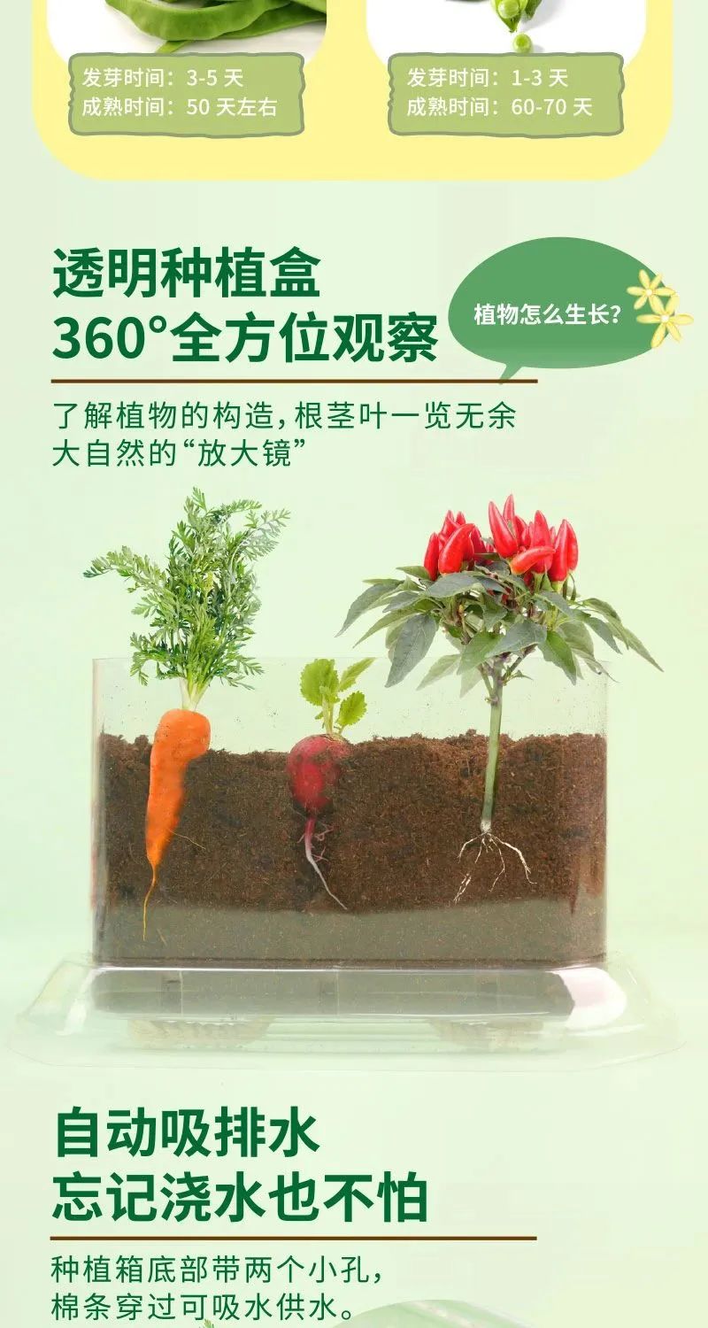 皇家0033990威尼斯 I 儿童益智手工家庭园艺，，，，，爆款类手工莳植攻略！